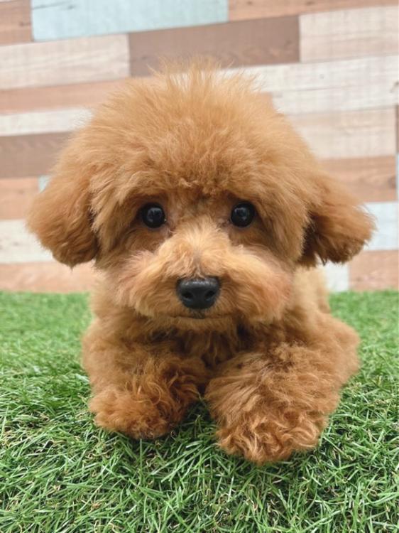 animal_image
