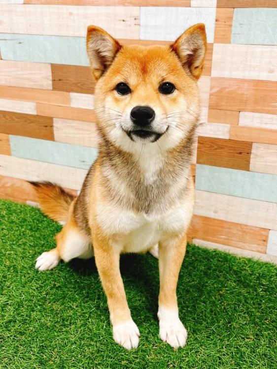 animal_image