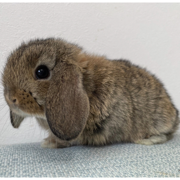 animal_image