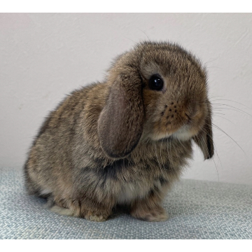 animal_image