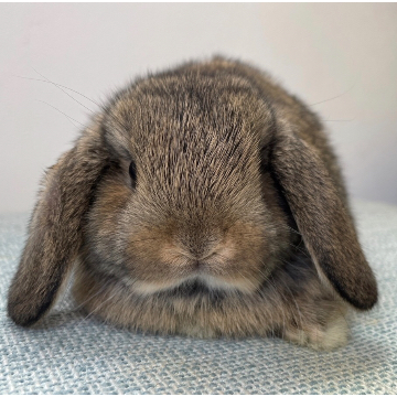 animal_image