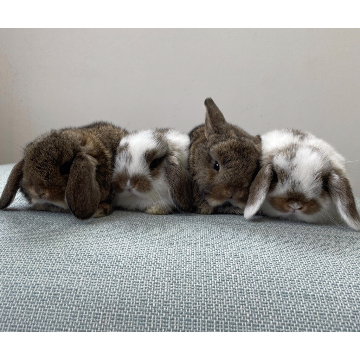 animal_image