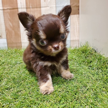 animal_image