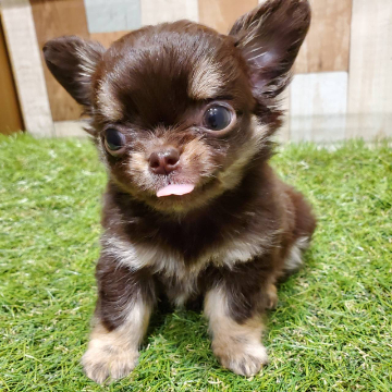 animal_image