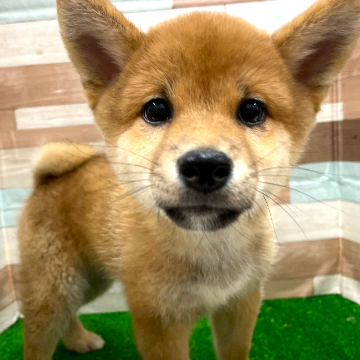 animal_image