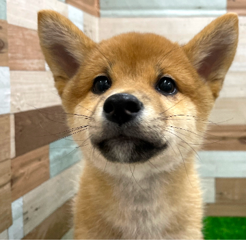 animal_image