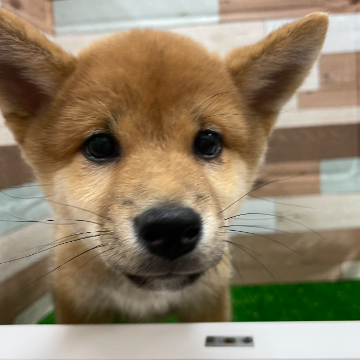animal_image