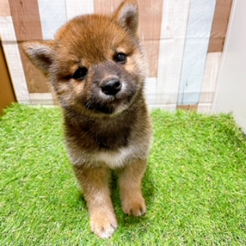 animal_image
