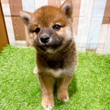 animal_image