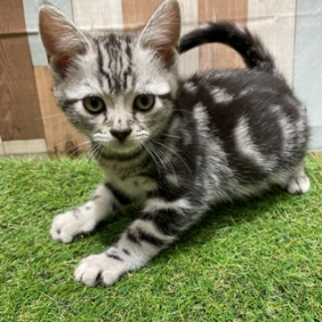 animal_image