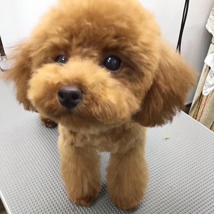 animal_image