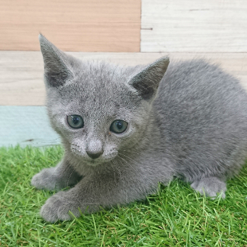 animal_image