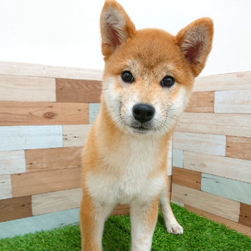 animal_image