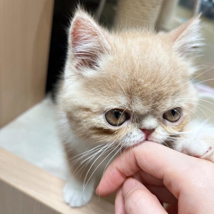 animal_image
