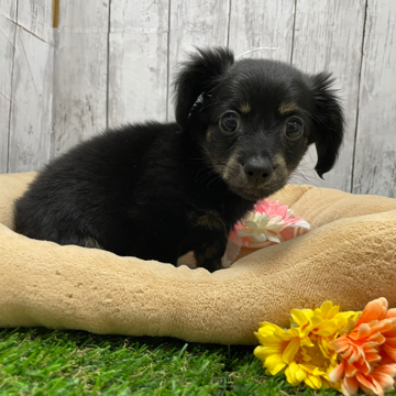 animal_image