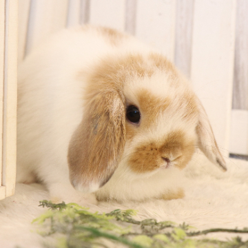 animal_image