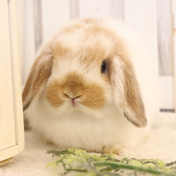 animal_image