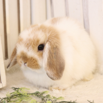 animal_image