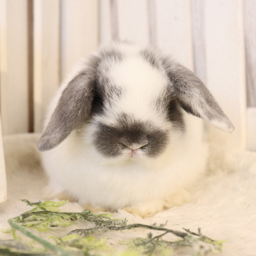 animal_image