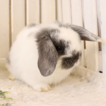 animal_image