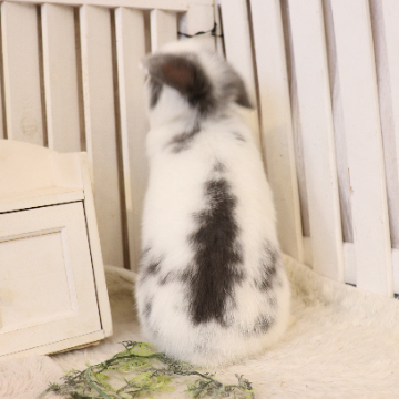 animal_image