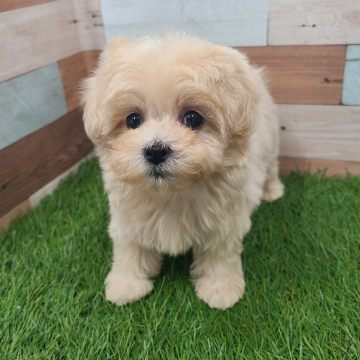 animal_image