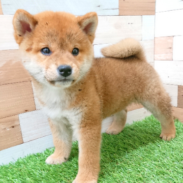 animal_image