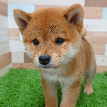 animal_image