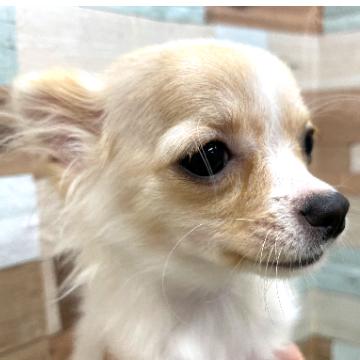 animal_image
