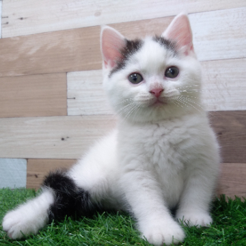 animal_image