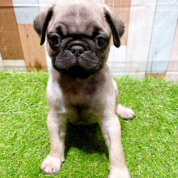 animal_image