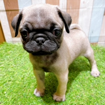 animal_image