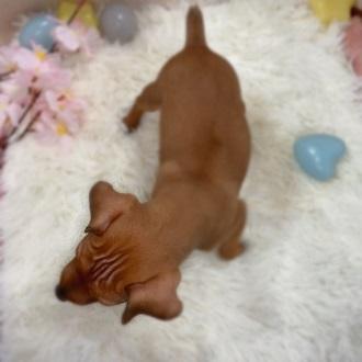 animal_image