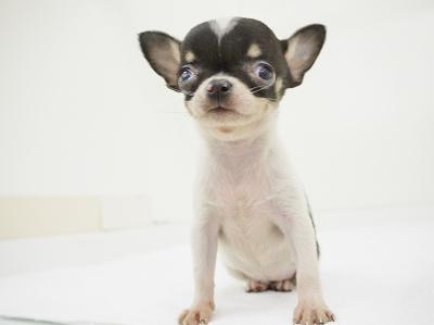 animal_image