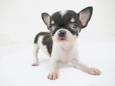 animal_image
