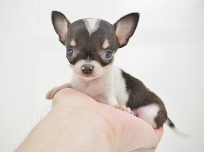 animal_image