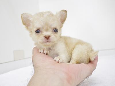 animal_image