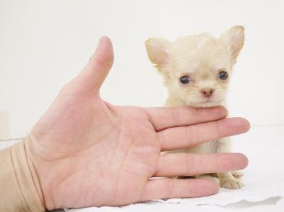animal_image