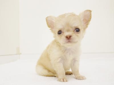animal_image