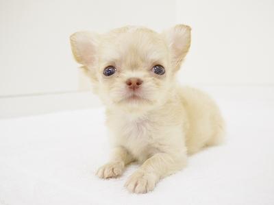 animal_image