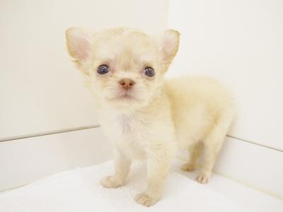 animal_image
