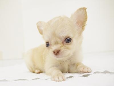 animal_image