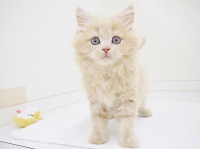 animal_image