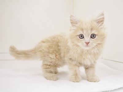 animal_image