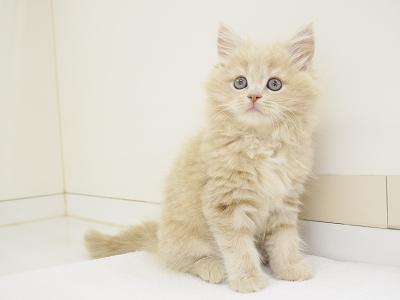 animal_image