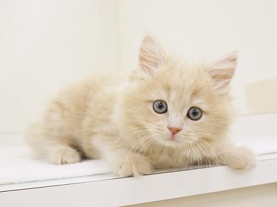 animal_image
