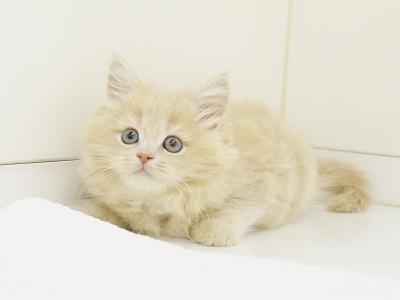 animal_image