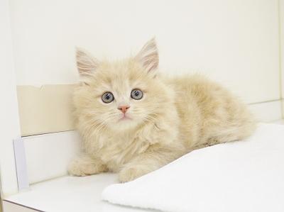 animal_image