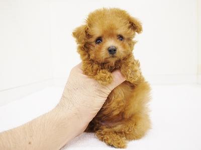 animal_image