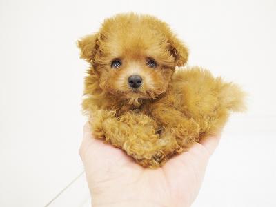 animal_image